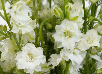 Larkspur White Flower Close Up - Image