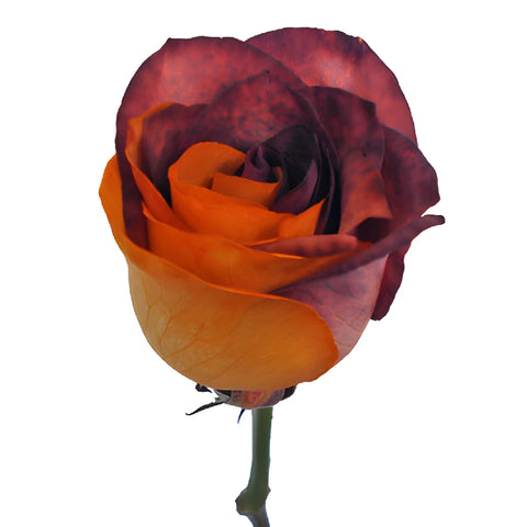 Autumn Orange and Brown Tinted Rainbow Roses