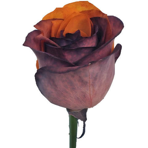 Autumn Orange and Brown Tinted Rainbow Roses
