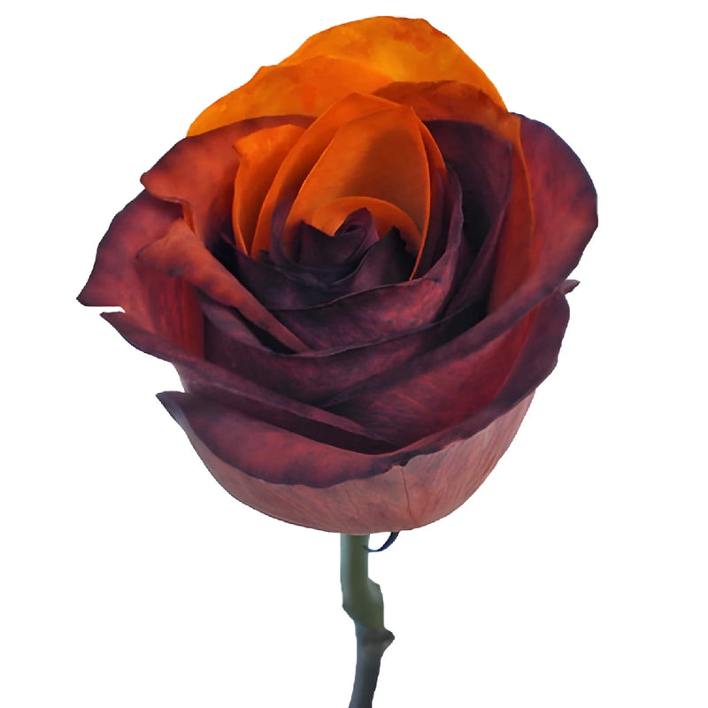 Autumn Orange and Brown Tinted Rainbow Roses