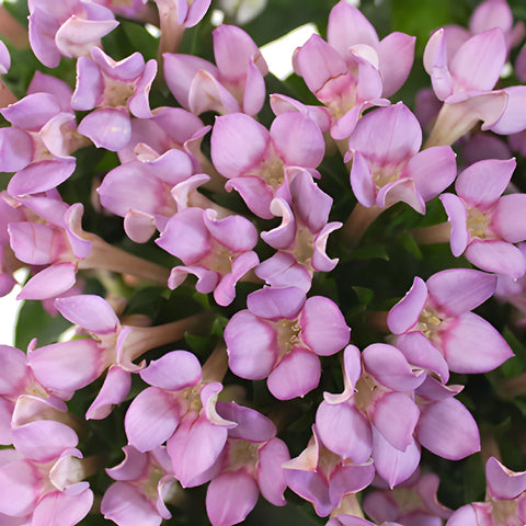 Lavender Bouvardia Flowers