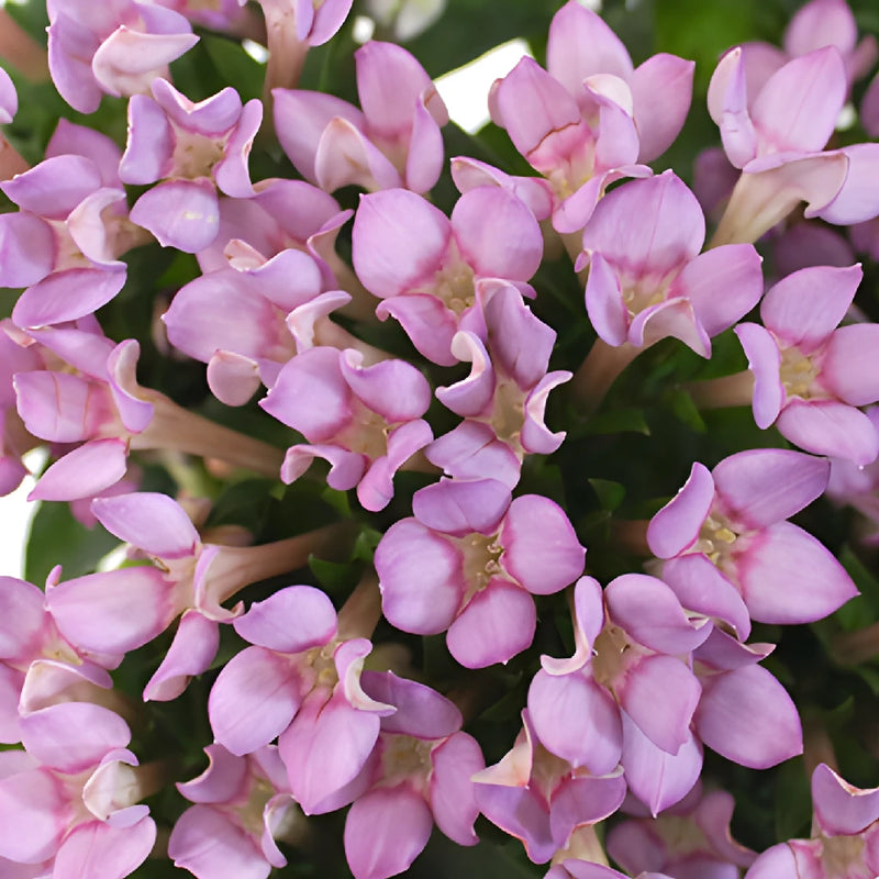 Lavender Bouvardia Flowers