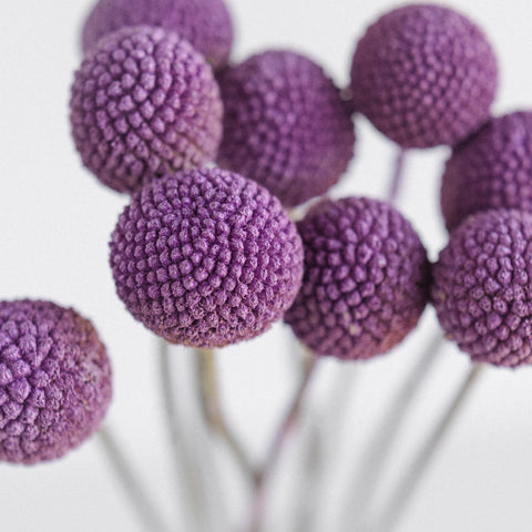 Lily Lavender Billy Ball Flower Close Up - Image