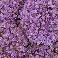 Lavender Globe Allium Flowers