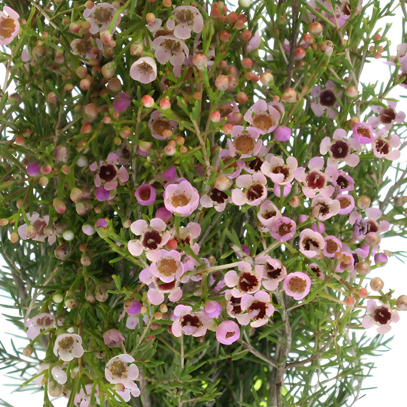Lavender Hues Bulk Wax Flowers
