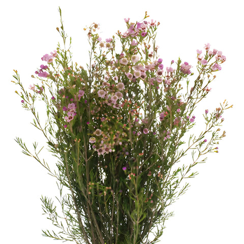 Lavender Hues Bulk Wax Flowers
