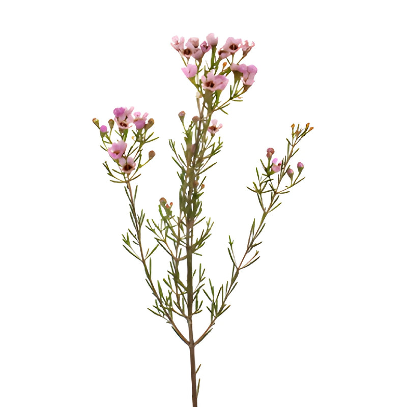 Lavender Hues Bulk Wax Flowers