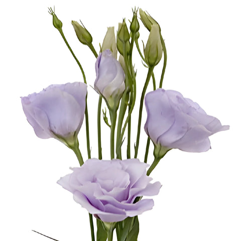 Lavender Lisianthus Wholesale Flower Close Up - Image