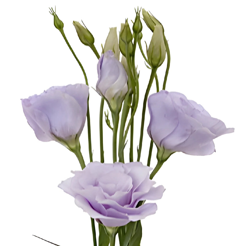 Lavender Lisianthus Wholesale Flower Close Up - Image