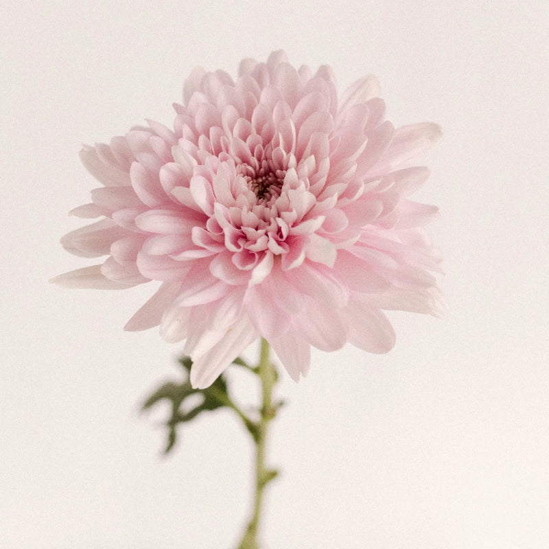 Football Mum Lavender Pink Stem - Image