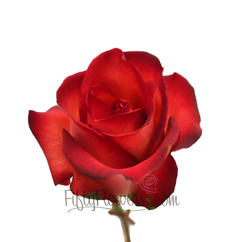 Buy Wholesale Legend Red Rose in Bulk - FiftyFlowers