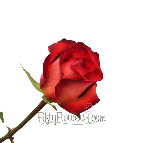 Buy Wholesale Legend Red Rose in Bulk - FiftyFlowers