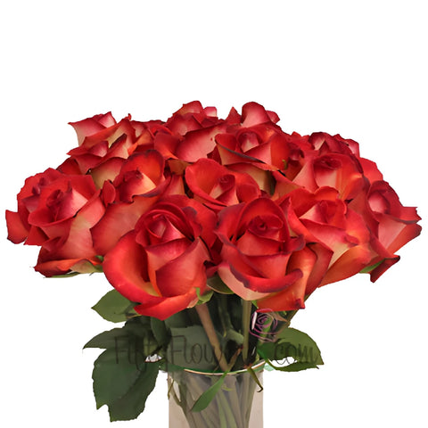 Buy Wholesale Legend Red Rose in Bulk - FiftyFlowers