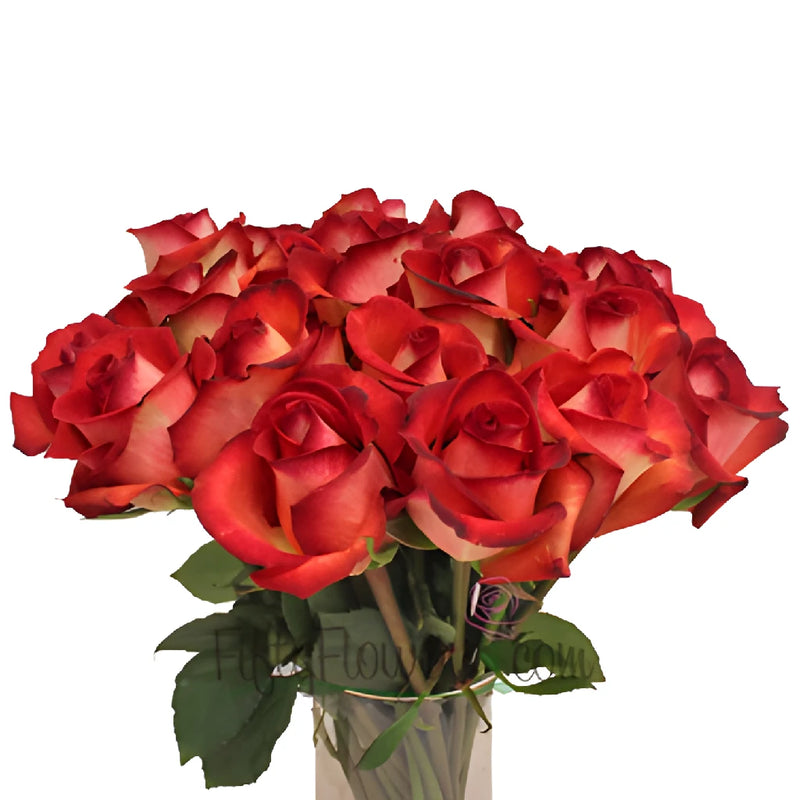 Legend Red Rose