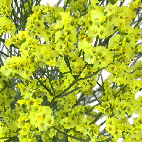 Lemon Lime Airbrushed Limonium Flowers