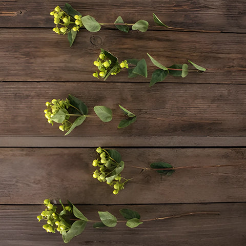 Lime green hypericum berry bulk flowers