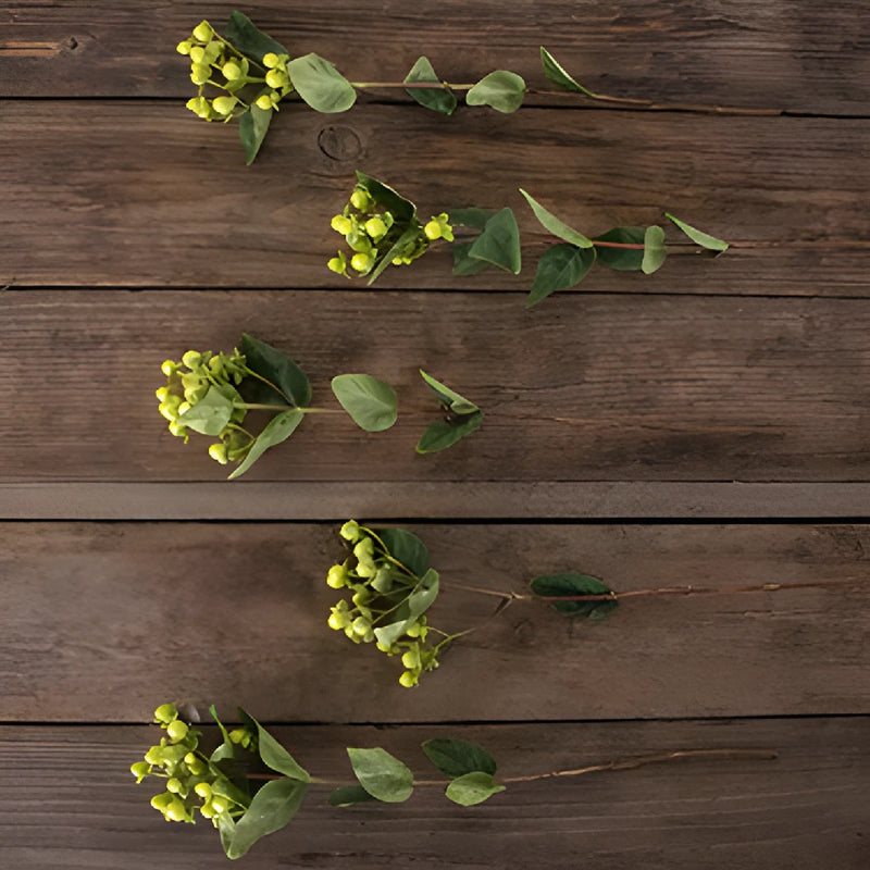 Lime green hypericum berry bulk flowers