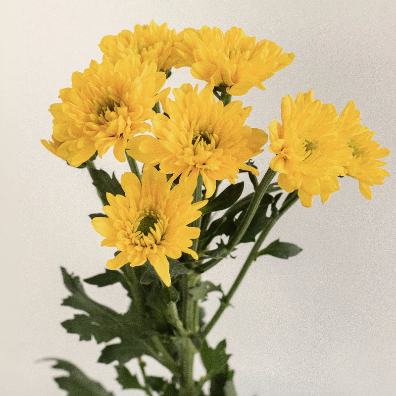Lemon Lime Spray Pom Flower Stem - Image