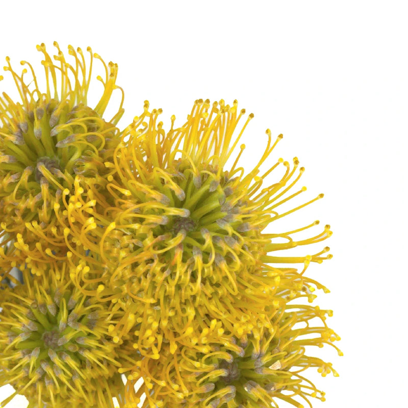 Lemon Twist Pin Cushion Flower Close Up - Image