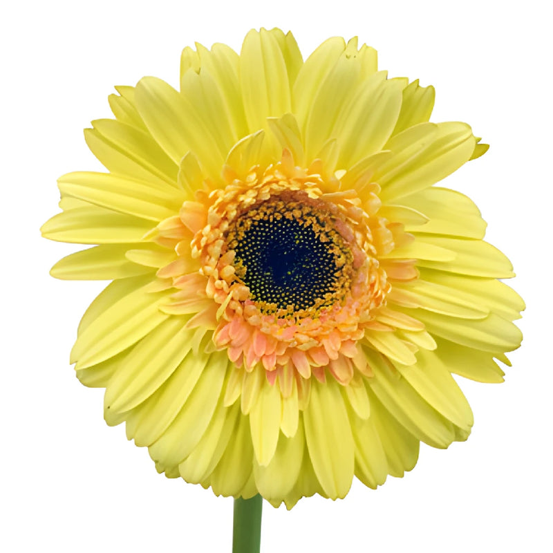 Lemon Zest Gerbera Daisy Flowers