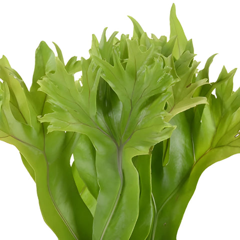 Lettuce Fern Tropical Greens