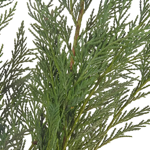 Leyland Cedar Greenery