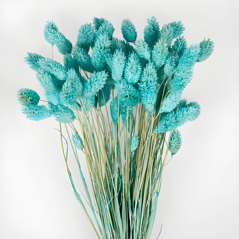 Light Blue Dried Canary Grass
