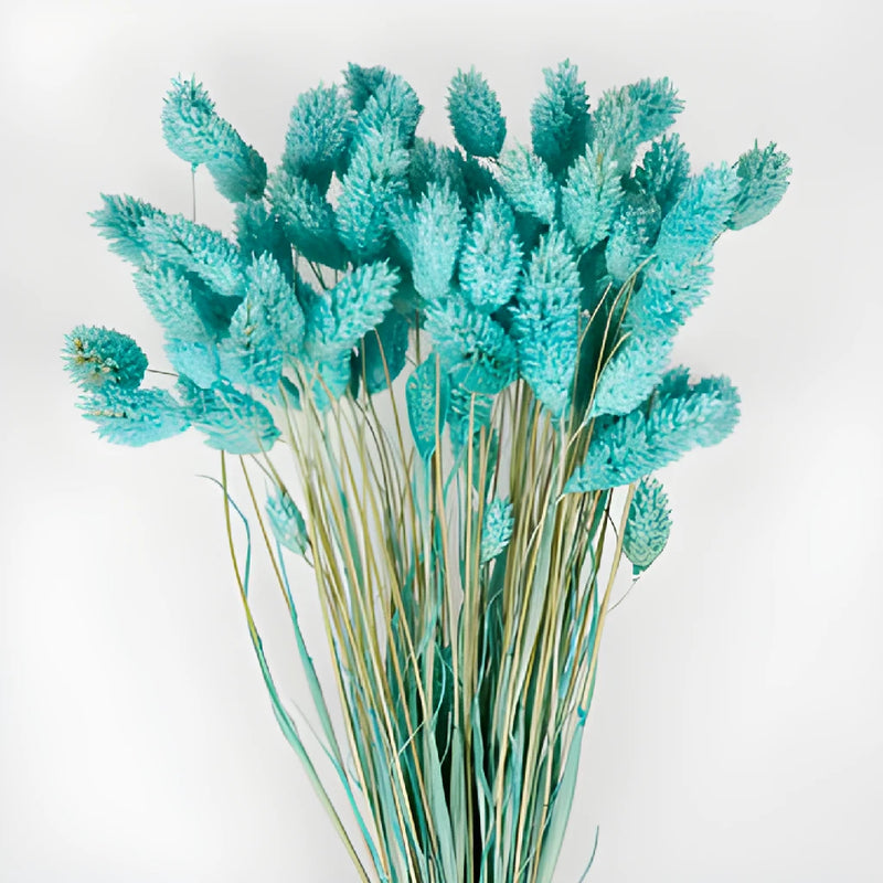 Light Blue Dried Canary Grass