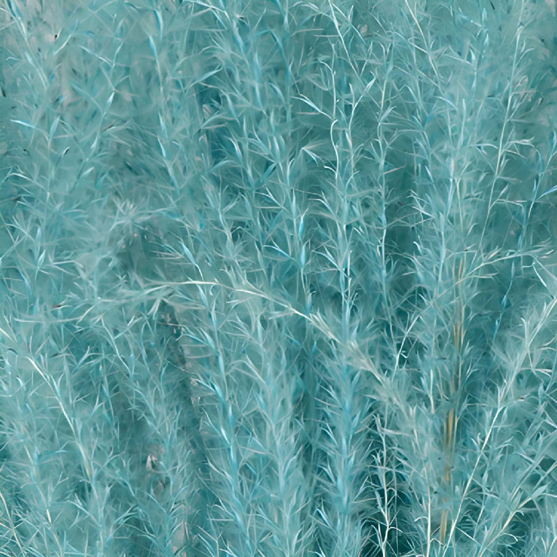 Light Blue Dried Eulalia Grass