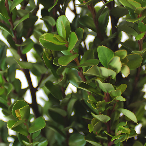 Light Green African Boxwood