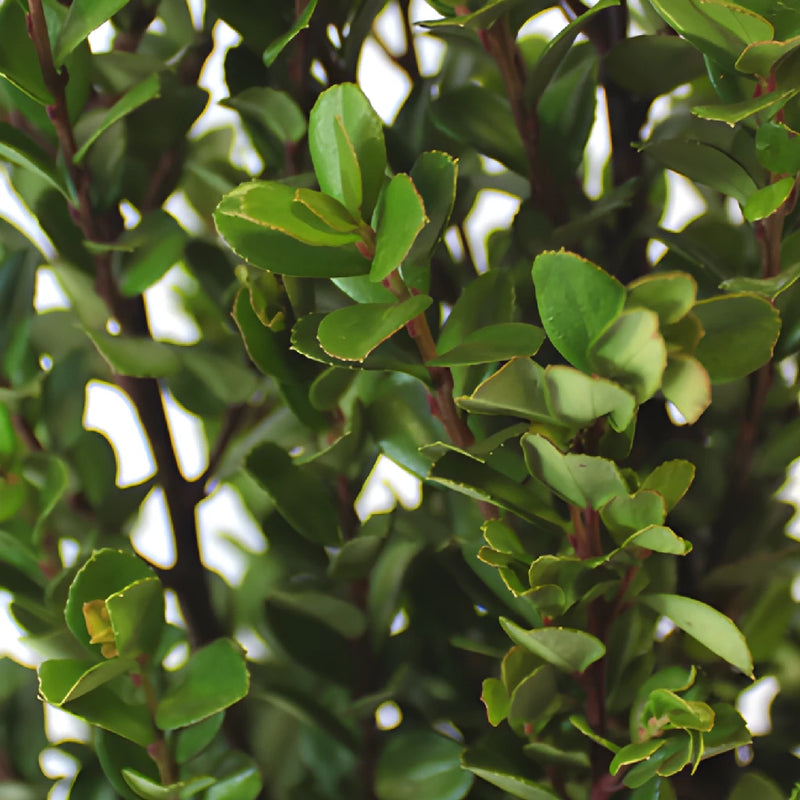 Light Green African Boxwood