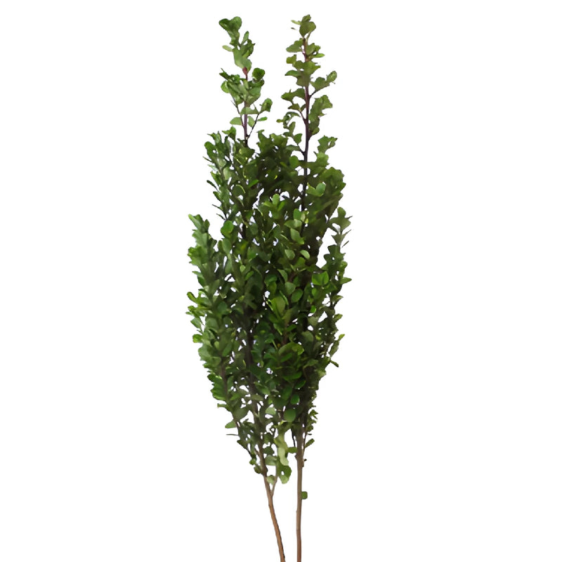 Wholesale greenery myrsine africana filler flowers sold as bulk