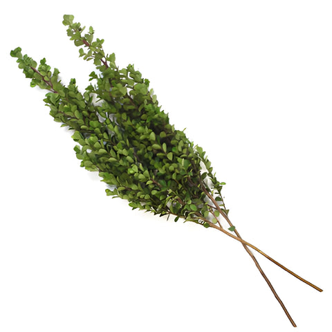 Bulk greenery myrsine africana filler flowers for sale near me as delivery