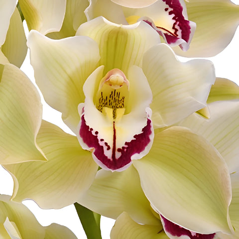 Light Green Dark Pink Lip Cymbidium Orchids