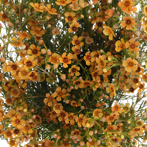 Light Orange Tinted Wax Flowers