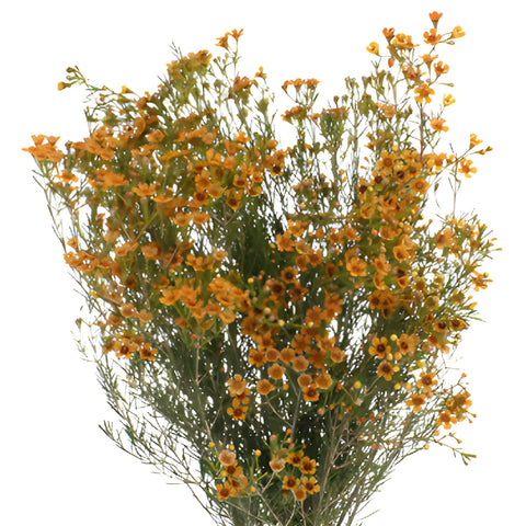 Light Orange Tinted Wax Flowers