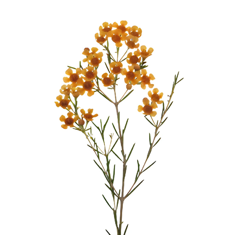 Light Orange Tinted Wax Flowers