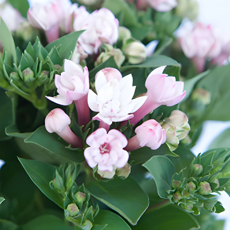 Light Pink Bouvardia Flowers
