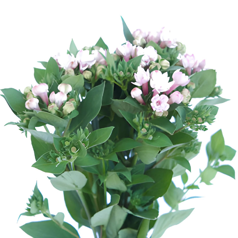 Light Pink Bouvardia Flowers