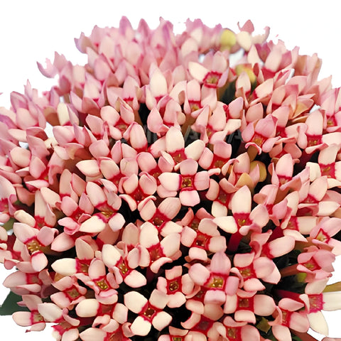 Light Pink Bouvardia Flowers