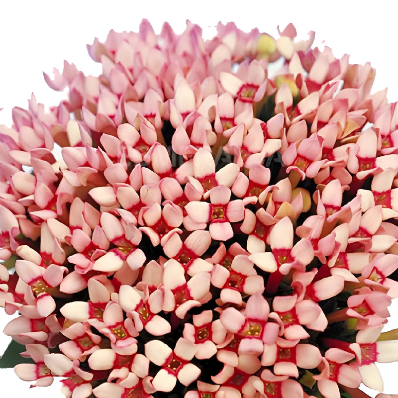 Light Pink Bouvardia Flowers