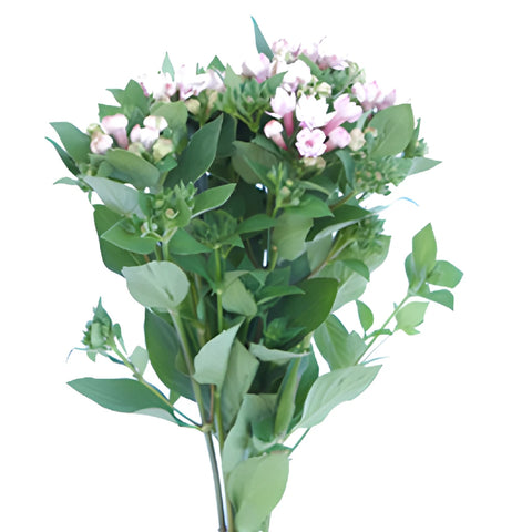 Light Pink Bouvardia Flowers