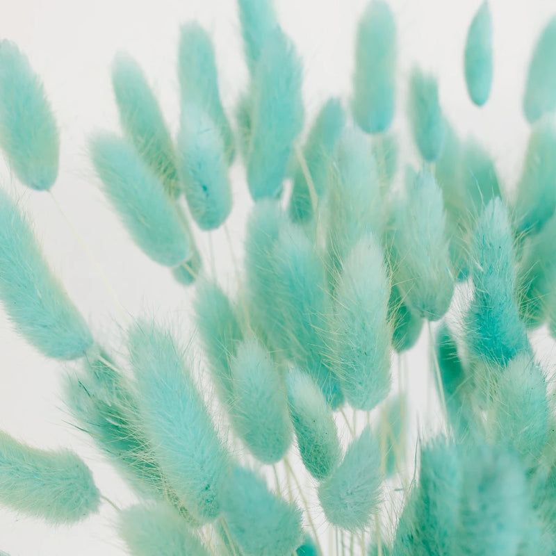 Baby Blue Dried Bunny Tails Close Up - Image