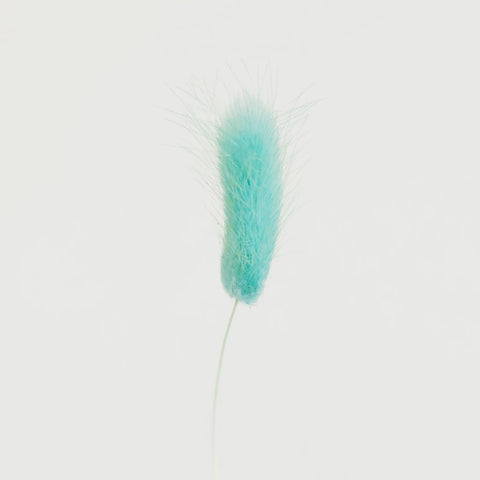 Baby Blue Dried Bunny Tails Stem - Image