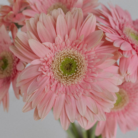 Light Pink Gerbera Daisy - Image