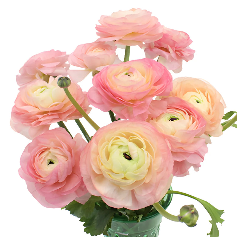 Light Pink Italian Cloony Ranunculus