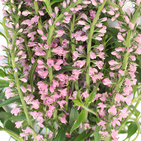 Light Pink Lysimachia Veronica Flowers