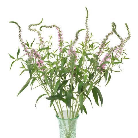 Light Pink Lysimachia Veronica Flowers