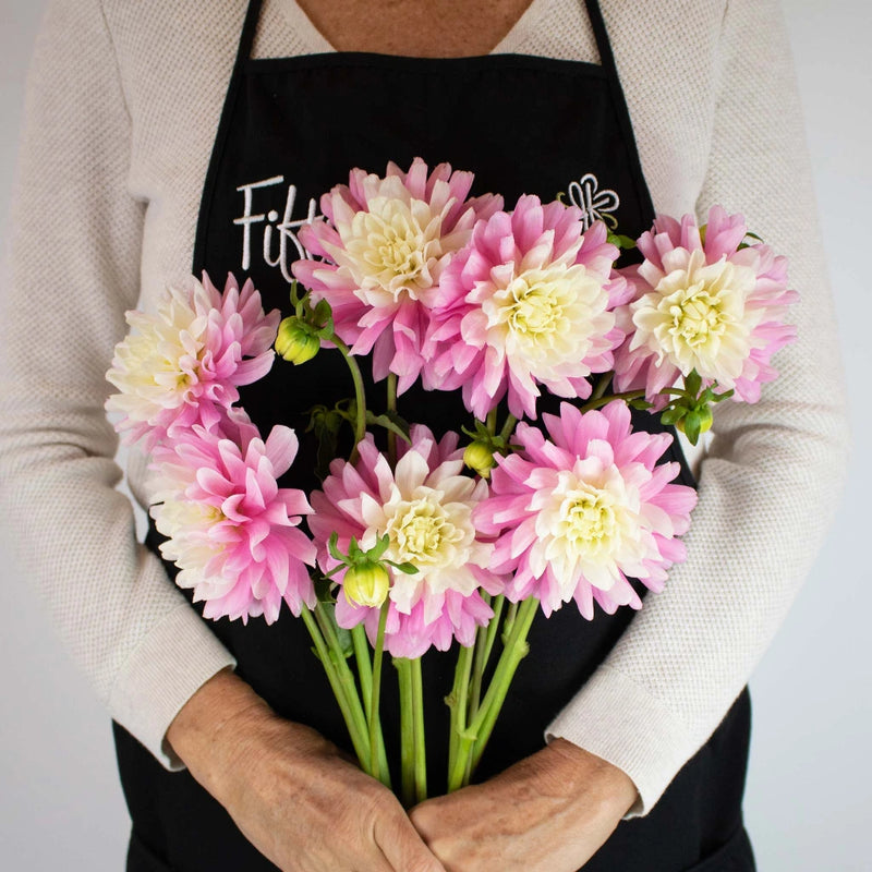 Light Pink Snow Petals Dahlia Flower Bunch in Hand