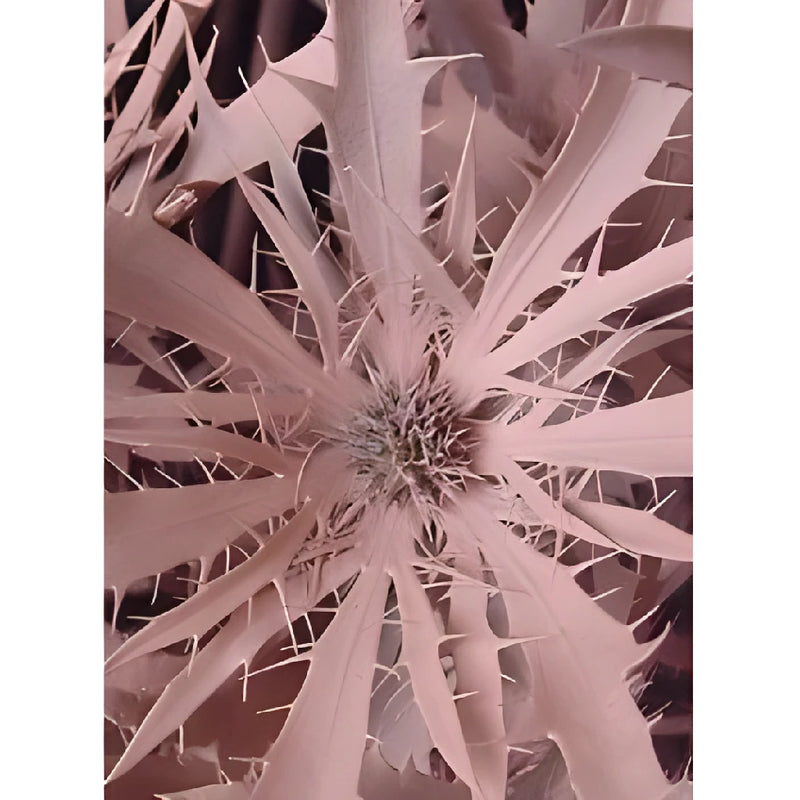 Light Pink Tinted Thistle Flowers